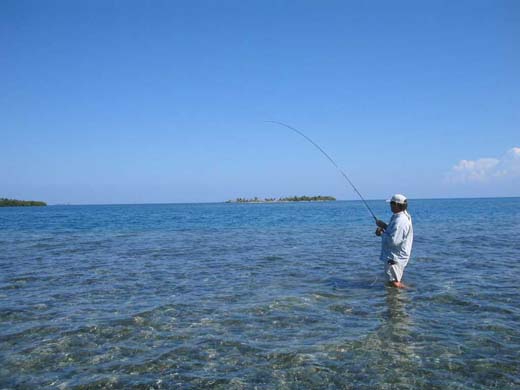 Fly fishing at Morris Caye