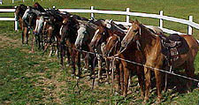 Horseback riding in Belize