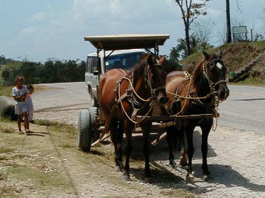 Mennonite horse cart