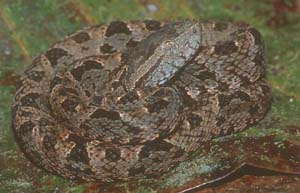 Terciopelo Snake