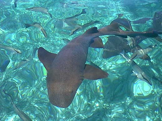 Nurse Sharks at Shark Ray Alley off Ambergris Caye, Belize