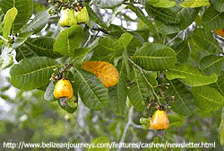 Cashew fruit growing in Belize