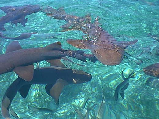 Nurse Sharks at'Shark Ray Alley'