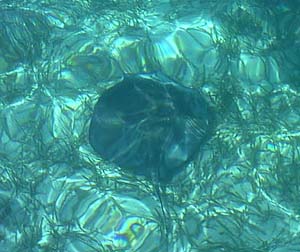 A Sting Ray off Ambergris Caye