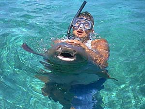 Swimming with Nurse Sharks off Ambergris Caye