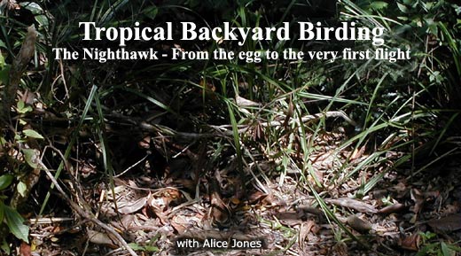 Tropical Backyard Birding