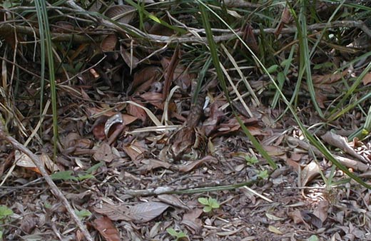 Nighthawk nesting