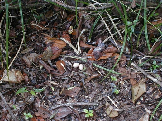 Nest with two eggs