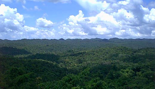 View from the main temple at the Maya Site Caracol in Belize's Cayo district.