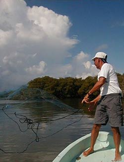 John 'Jackie' Young fishing for sardines with a bait net in a calm bay near a mangrove caye in the Port of Honduras Marine Reserve in southern Belize.