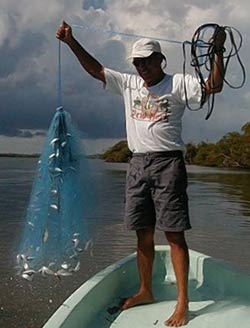 John 'Jackie' Young fishing for sardines with a bait net in a calm bay near a mangrove caye in the Port of Honduras Marine Reserve in southern Belize.