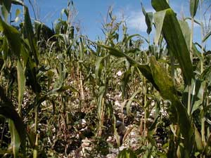 At Pusilha excavations are ongoing and compared to other Mayan sites, it does not offer a lot to see. Most of the ancient mounds at Pusilha are covered with corn fields.