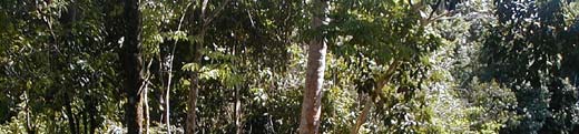 One of the estimated hundred or more Mayan mounds at Pusilha located along the shores of the upper Moho River in the Toledo District of Southern Belize. 