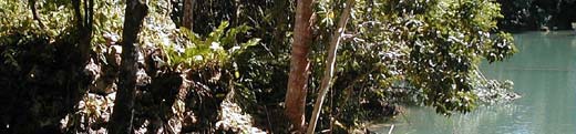 One of the estimated hundred or more Mayan mounds at Pusilha located along the shores of the upper Moho River in the Toledo District of Southern Belize. 