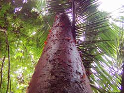 Lush vegetation and giant trees frame the Temash river.