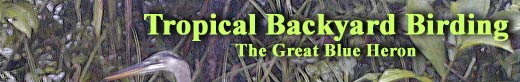 Tropical Backyard Birding - The Great Blue Heron
