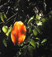 Carambola