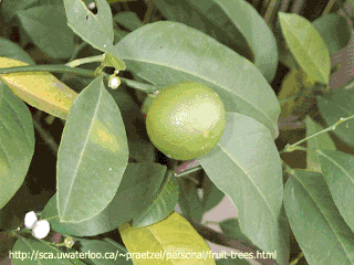 Grapefruit growing in Belize